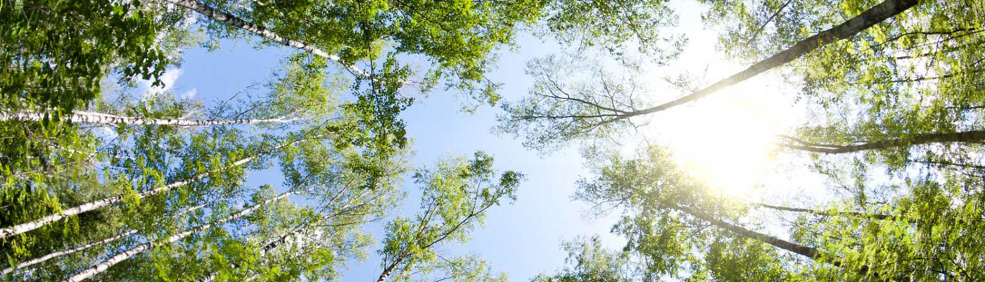 tittar upp på träd med en ljus himmel